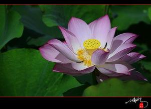 又见莲花,又见莲花的文化内涵与艺术再现